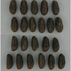 sat acaciae pupa3 volg